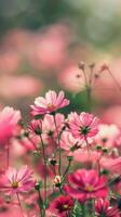 A field of cosmos flowers bathed in the soft light of dawn photo