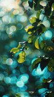 Leaves glow in the sunlight with a teal bokeh background photo