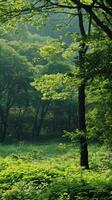 Lush greenery fills a forest clearing, bathed in the soft glow of early morning sunlight photo