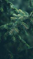Close-up of green pine tree branches photo