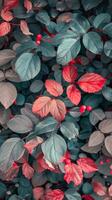 Red and green leaves in a lush forest photo