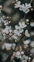 White blossoms bloom on a delicate branch, a beautiful sight of spring photo