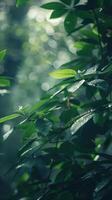 de cerca ver de vibrante verde hojas con luz de sol filtración mediante foto
