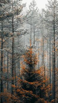 A single pine tree stands tall and proud in a foggy forest photo