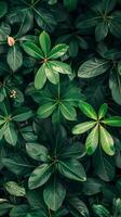 Dark green leaves in a tropical garden photo