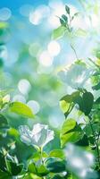 White flowers bloom against a backdrop of lush greenery and a bright blue sky photo