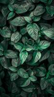 Vibrant green leaves create a natural, aesthetic background photo