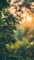 Sun shining through leaves creating a golden glow photo