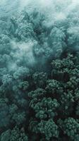 Forest shrouded in ethereal mist, viewed from above photo