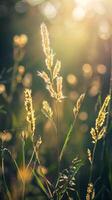 Golden grass stalks backlit by afternoon sun photo