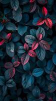 A close-up view of vibrant leaves in a captivating shade of teal and crimson photo