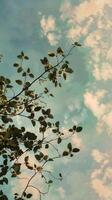 A tree branch with green leaves against a blue sky with white clouds photo