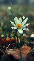 blanco flor silvestre con Rocío gotas, verdor y bokeh foto