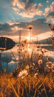 Daisies sway in the breeze as the sun sets over a tranquil lake photo