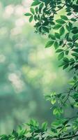 A close-up of leafy branches illuminated by the soft morning sun photo