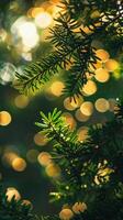 A close-up of an evergreen branch with golden sunlight shining through photo