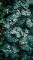 Close-up of leaves with water droplets photo