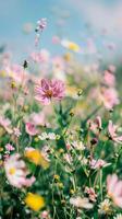 A field of vibrant cosmos flowers in full bloom under a clear blue sky photo