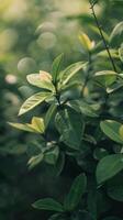 Sunlight filters through vibrant green leaves photo