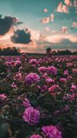 Pink roses bloom under a sunset sky photo