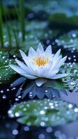 White water lily with yellow center in a pond after a rain shower photo