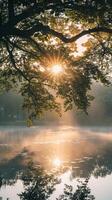 Sunbeams break through tree branches, casting a golden glow on the water photo