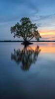A lone tree stands tall in the still waters of a lake as the sun sets photo