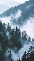 Foggy mountain landscape with lush pine trees photo