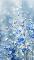 A field of blue wildflowers bathed in gentle sunlight photo