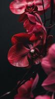 A close-up shot of a vibrant red orchid with dark background photo