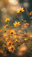 Soft, yellow flowers swaying in the sun photo