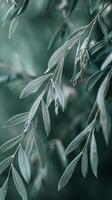 Closeup view of leaves on a branch with a blurred background photo