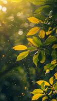 Sunbeams illuminate vibrant green and yellow leaves on a tree branch photo