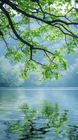 Gentle breeze on lake reflects green canopy photo