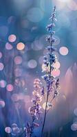 Close-up view of a delicate wildflower in the soft light of dawn photo