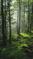 Sunlight filters through the trees, illuminating a mossy forest floor photo