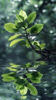 A branch with vibrant leaves hangs over calm water, reflecting its beauty photo