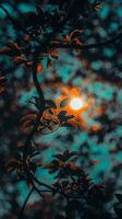 Silhouetted leaves against a colorful sunset photo