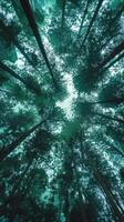 Tall trees reaching for the sky in a dense, green forest photo