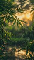 Sunlight streams through verdant leaves photo