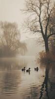Ducks swim calmly on a still lake, surrounded by fog and trees photo