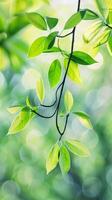 Fresh green leaves on a branch in the sunlight photo