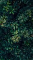Deep green leaves of a coniferous tree photo