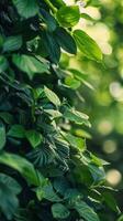 Sunlight filters through green leaves in a dense forest photo
