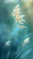 Delicate grass blade with soft, out-of-focus background photo