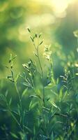 Sunlight illuminates vibrant green blades of grass in a tranquil meadow photo