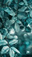 Teal leaves sparkle with dew in the morning light photo