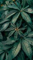 A close-up of vibrant green leaves basking in the sunlight photo