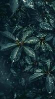 de cerca de lozano verde hojas con gotas de lluvia foto