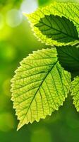 A single, lush leaf bathed in sunlight against a blurred green background photo